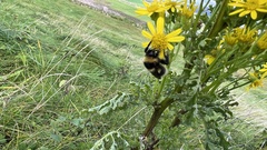 Bombus jonellus