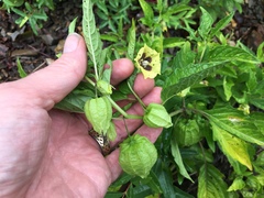 Physalis longifolia subglabrata