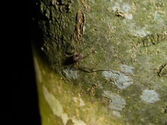 Paroligolophus agrestis