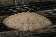 Poecilasthena anthodes