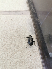 Calosoma maderae