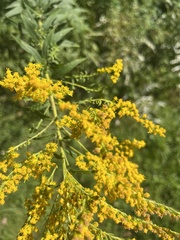 Solidago canadensis