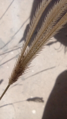 Chloris virgata