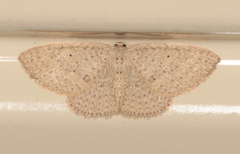 Poecilasthena anthodes