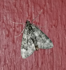 Chloroclysta siterata