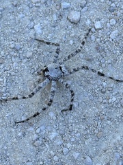Dolomedes albineus