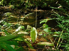 Clintonia umbellulata