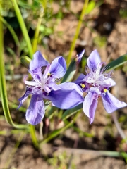 Moraea lugubris