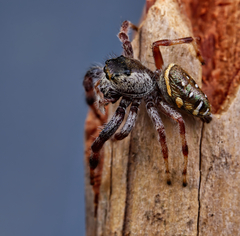 Paraphidippus aurantius