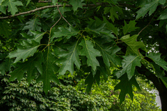 Quercus rubra