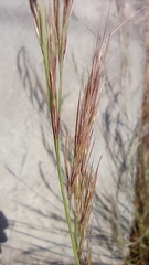 Poaceae