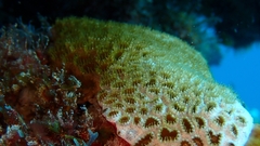 Palythoa caribaeorum