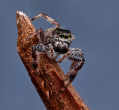 Paraphidippus aurantius