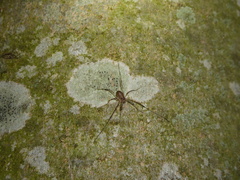 Paroligolophus agrestis