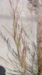 Poaceae