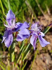 Moraea lugubris