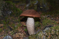 Leccinum scabrum