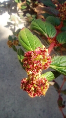 Euphorbia hirta