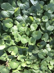 Viola walteri