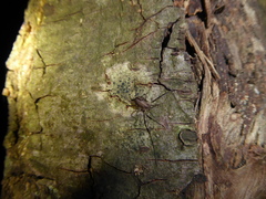 Paroligolophus agrestis