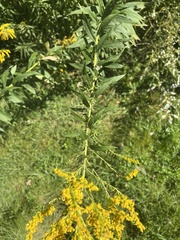 Solidago canadensis