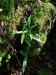 Asplenium scolopendrium americanum