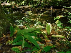 Clintonia umbellulata