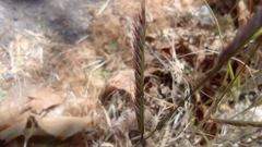 Bouteloua barbata