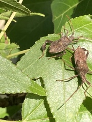 Leptoglossus oppositus
