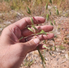 Avena fatua