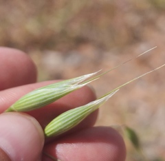 Avena fatua