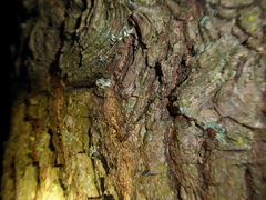 Paroligolophus agrestis