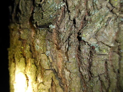 Paroligolophus agrestis