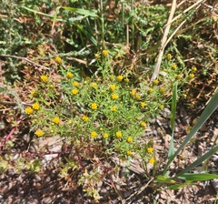 Dyssodia papposa
