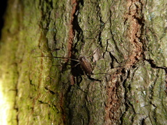 Paroligolophus agrestis