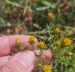 Dyssodia papposa