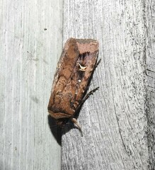 Proteuxoa tetronycha