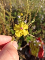 Verbascum sinuatum