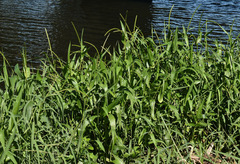 Hymenachne amplexicaulis