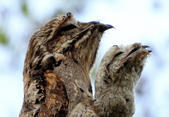 Nyctibius griseus