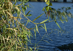 Urochloa mutica