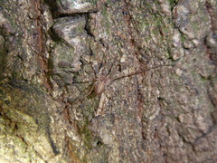 Paroligolophus agrestis