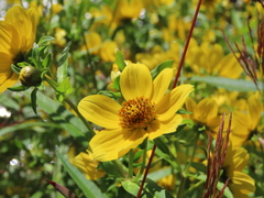 Bidens trichosperma