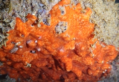 Polysyncraton lacazei