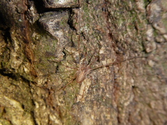 Paroligolophus agrestis