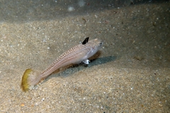 Echiichthys vipera