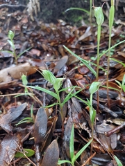 Pterostylis agathicola