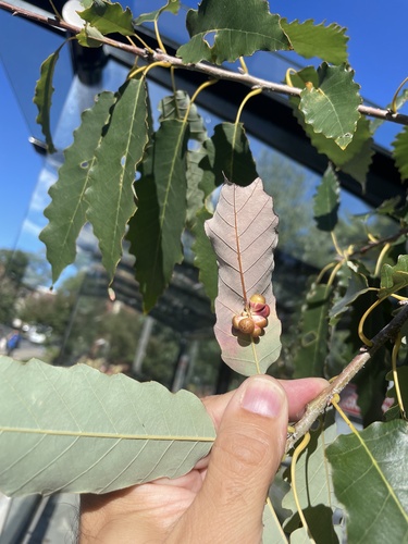 Clustered Midrib Gall Wasp photo 3