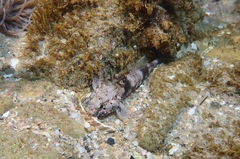 Gobius paganellus
