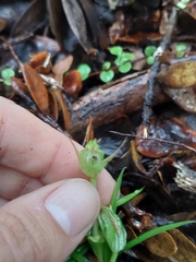 Pterostylis agathicola